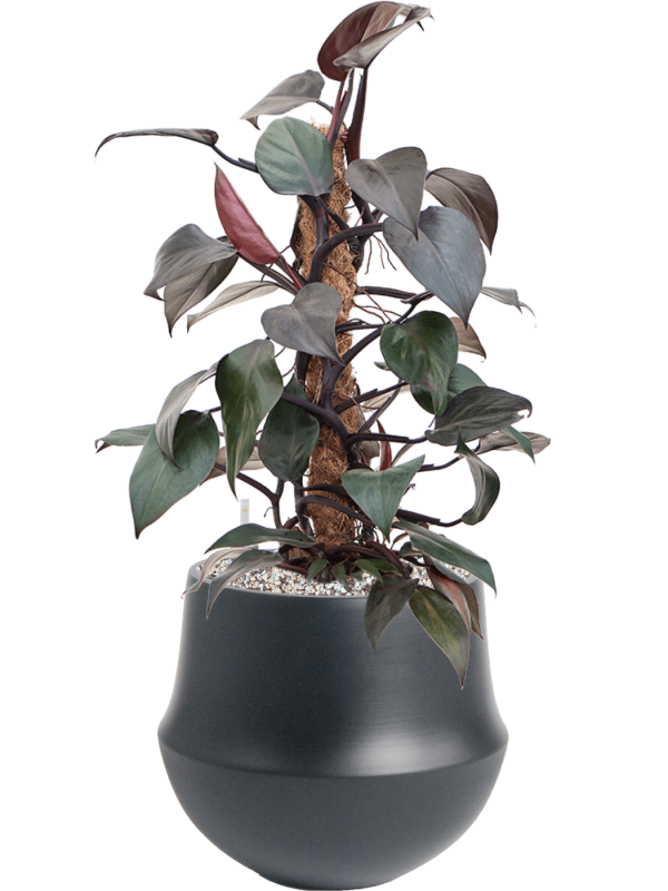 Philodendron 'New Red' in Fusion Office Plant With Pot 57cm Height 18cm Dia