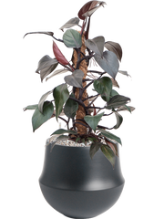 Philodendron 'New Red' in Fusion Office Plant With Pot 57cm Height 18cm Dia