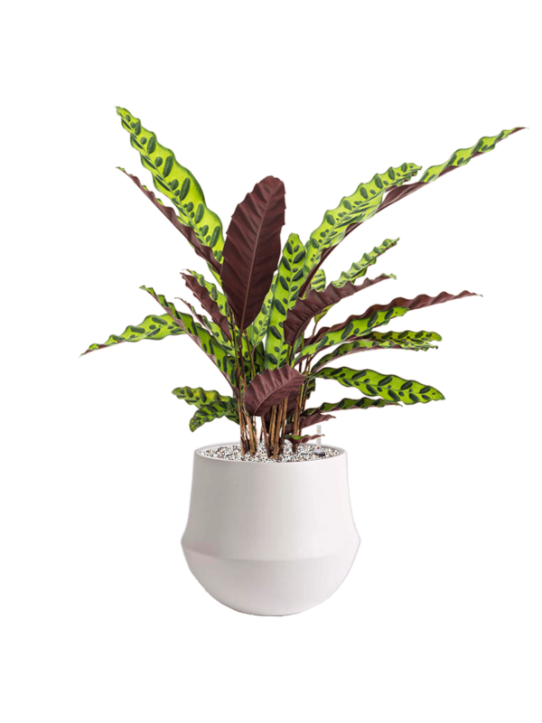 Calathea insignis in Fusion Office Plant With Pot 63cm Height 18cm Dia