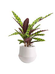 Calathea insignis in Fusion Office Plant With Pot 63cm Height 18cm Dia