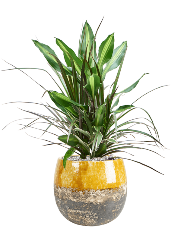 Dracaena combo in Lindy Office Plant With Pot 58cm Height 17cm Dia