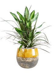 Dracaena combo in Lindy Office Plant With Pot 58cm Height 17cm Dia