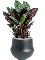 Calathea sanderiana in Fusion Office Plant With Pot 80cm Height 27cm Dia
