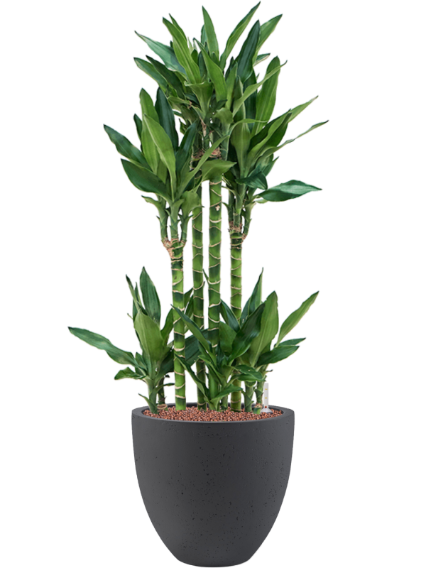Dracaena fragrans 'Burundii' in Grigio Office Plant With Pot 102cm Height 27cm Dia