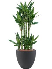 Dracaena fragrans 'Burundii' in Grigio Office Plant With Pot 102cm Height 27cm Dia