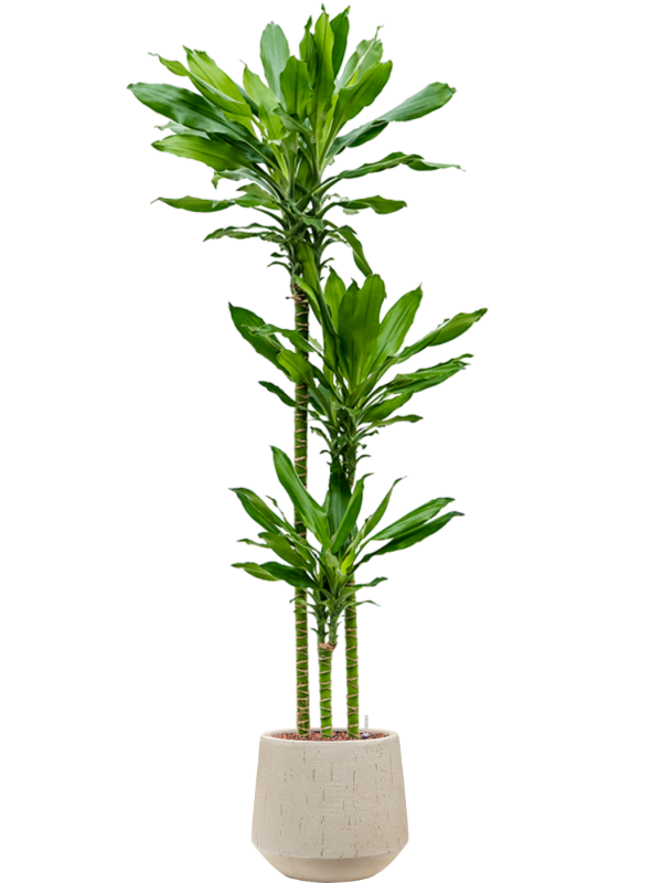 Dracaena fragrans 'Burundii' in Baq Raindrop Office Plant With Pot 157cm Height 22cm Dia