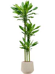 Dracaena fragrans 'Burundii' in Baq Raindrop Office Plant With Pot 157cm Height 22cm Dia