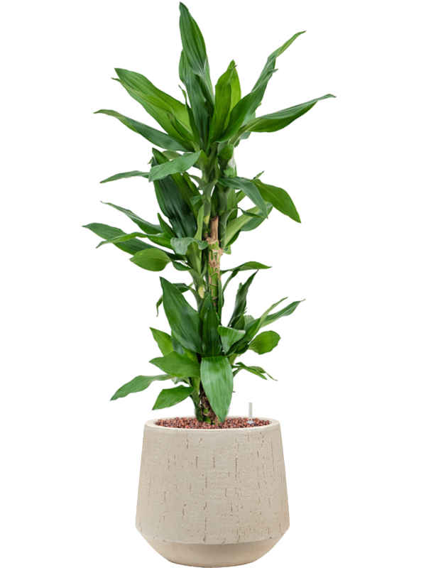 Dracaena fragrans 'Burundii' in Baq Raindrop Office Plant With Pot 97cm Height 22cm Dia