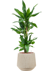 Dracaena fragrans 'Burundii' in Baq Raindrop Office Plant With Pot 97cm Height 22cm Dia