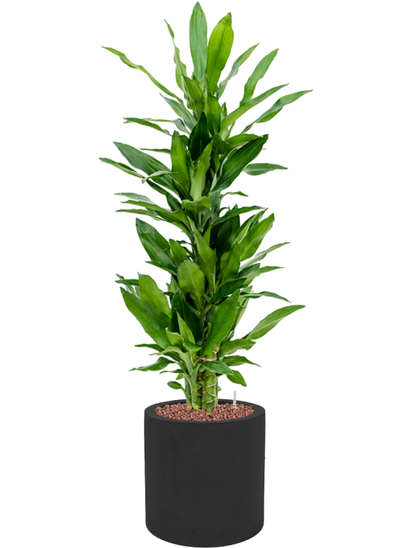 Dracaena fragrans 'Burundii' in Fiberstone Office Plant With Pot 110cm Height 24cm Dia