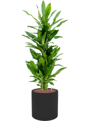 Dracaena fragrans 'Burundii' in Fiberstone Office Plant With Pot 110cm Height 24cm Dia