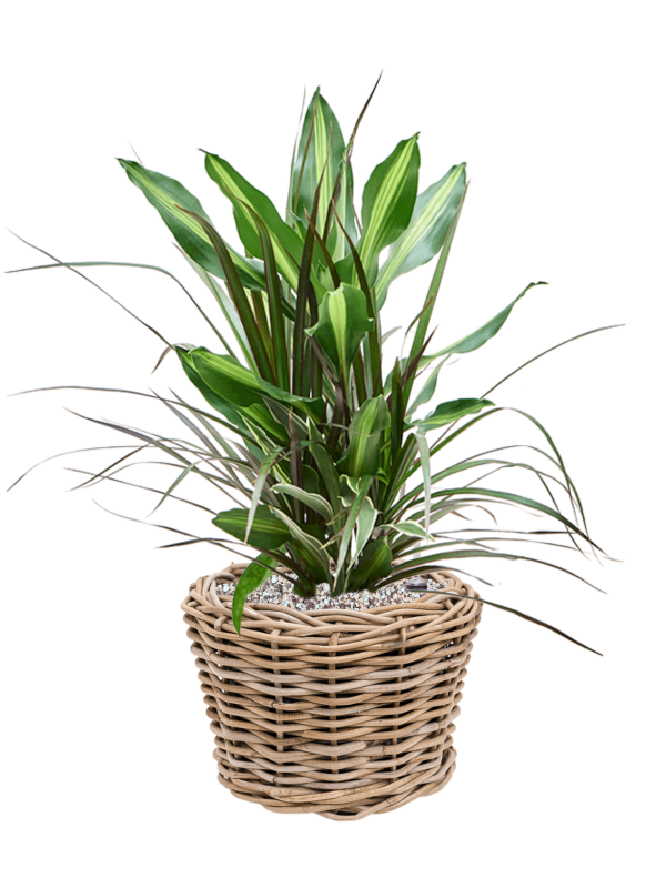 Dracaena combo in Drypot Rattan Office Plant With Pot 56cm Height 19cm Dia
