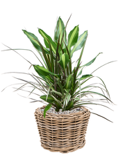 Dracaena combo in Drypot Rattan Office Plant With Pot 56cm Height 19cm Dia