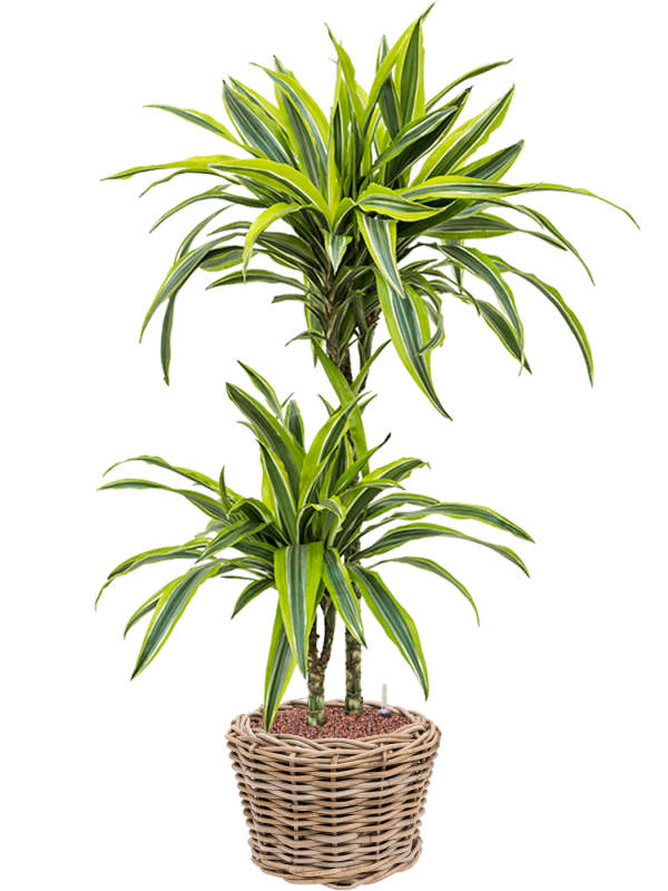 Dracaena fragrans 'Lemon Lime' in Drypot Rattan Office Plant With Pot 92cm Height 19cm Dia