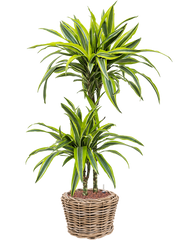 Dracaena fragrans 'Lemon Lime' in Drypot Rattan Office Plant With Pot 92cm Height 19cm Dia