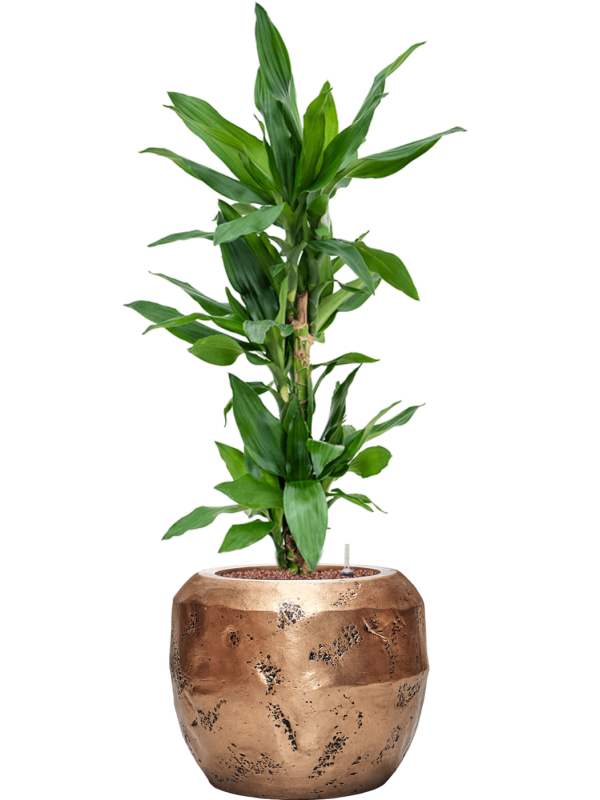 Dracaena fragrans 'Burundii' in Baq Opus Raw Office Plant With Pot 101cm Height 22.7cm Dia