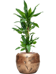 Dracaena fragrans 'Burundii' in Baq Opus Raw Office Plant With Pot 101cm Height 22.7cm Dia