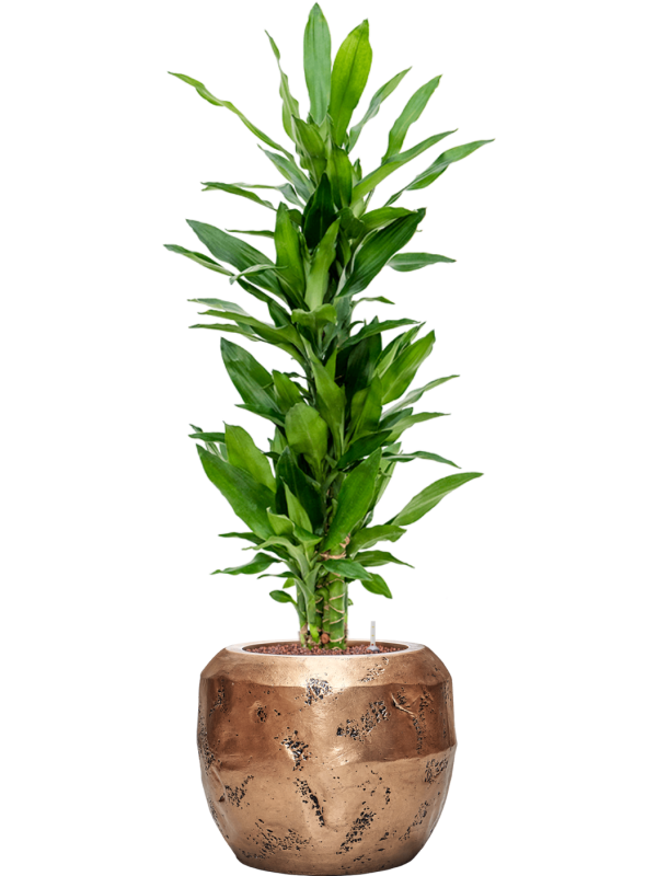 Dracaena fragrans 'Burundii' in Baq Opus Raw Office Plant With Pot 111cm Height 22.7cm Dia