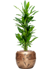 Dracaena fragrans 'Burundii' in Baq Opus Raw Office Plant With Pot 111cm Height 22.7cm Dia
