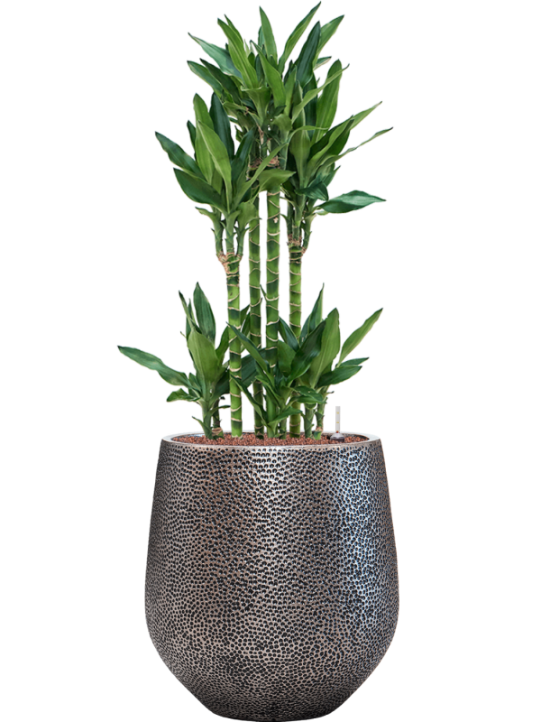 Dracaena fragrans 'Burundii' in Baq Opus Hit Office Plant With Pot 121cm Height 30cm Dia