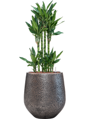 Dracaena fragrans 'Burundii' in Baq Opus Hit Office Plant With Pot 121cm Height 30cm Dia