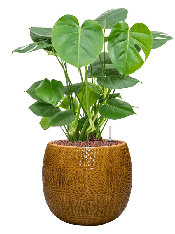 Monstera deliciosa in Marly Office Plant With Pot 70cm Height 23cm Dia
