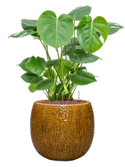 Monstera deliciosa in Marly Office Plant With Pot 70cm Height 23cm Dia