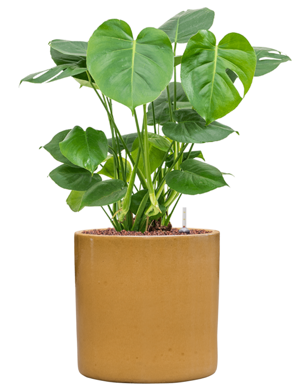 Monstera deliciosa in Cylinder Office Plant With Pot 73cm Height 26cm Dia