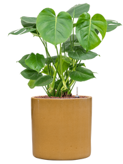 Monstera deliciosa in Cylinder Office Plant With Pot 73cm Height 26cm Dia