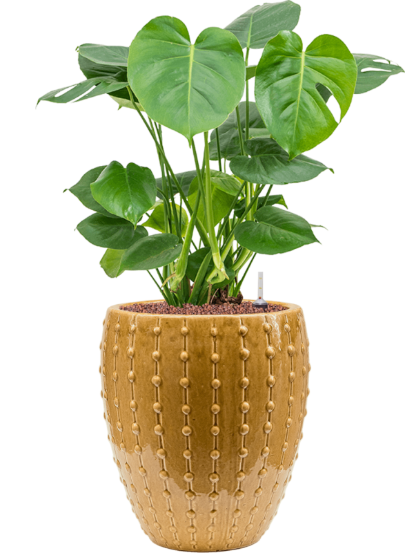 Monstera deliciosa in Laos Mini Office Plant With Pot 78cm Height 25cm Dia