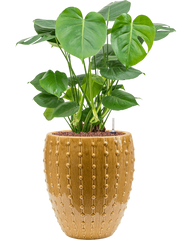 Monstera deliciosa in Laos Mini Office Plant With Pot 78cm Height 25cm Dia