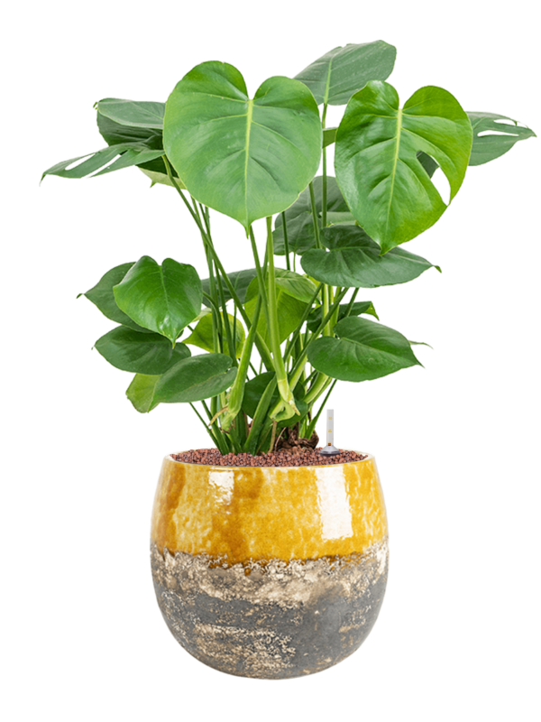 Monstera deliciosa in Lindy Office Plant With Pot 67cm Height 23cm Dia