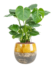 Monstera deliciosa in Lindy Office Plant With Pot 67cm Height 23cm Dia