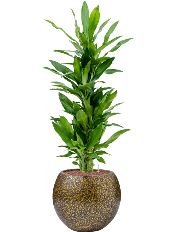 Dracaena fragrans 'Burundii' in Capi Lux Terrazzo Office Plant With Pot 106cm Height 23cm Dia