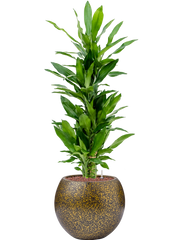 Dracaena fragrans 'Burundii' in Capi Lux Terrazzo Office Plant With Pot 106cm Height 23cm Dia