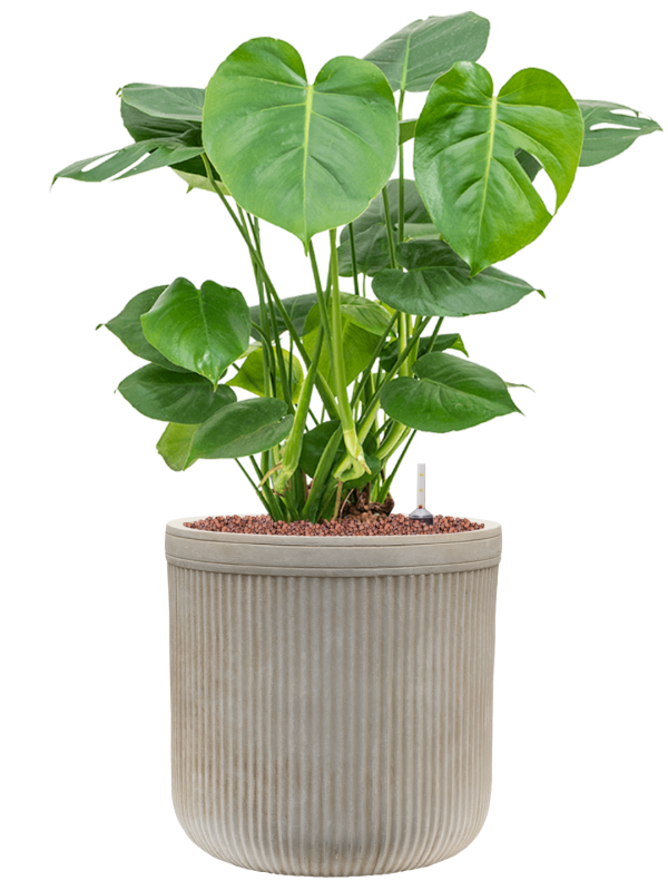 Monstera deliciosa in Baq Vertical Rib Office Plant With Pot 74cm Height 26cm Dia