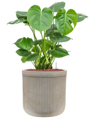 Monstera deliciosa in Baq Vertical Rib Office Plant With Pot 74cm Height 26cm Dia