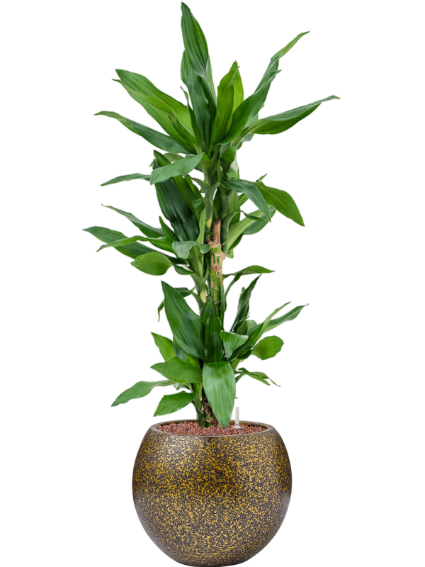 Dracaena fragrans 'Burundii' in Capi Lux Terrazzo Office Plant With Pot 96cm Height 23cm Dia