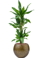Dracaena fragrans 'Burundii' in Capi Lux Terrazzo Office Plant With Pot 96cm Height 23cm Dia