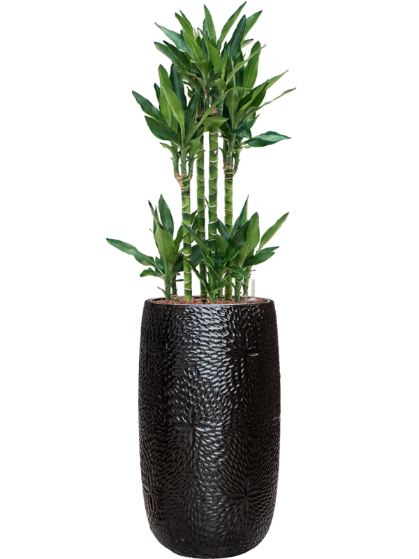 Dracaena fragrans 'Burundii' in Marly Office Plant With Pot 137cm Height 27.5cm Dia