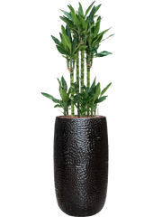 Dracaena fragrans 'Burundii' in Marly Office Plant With Pot 137cm Height 27.5cm Dia