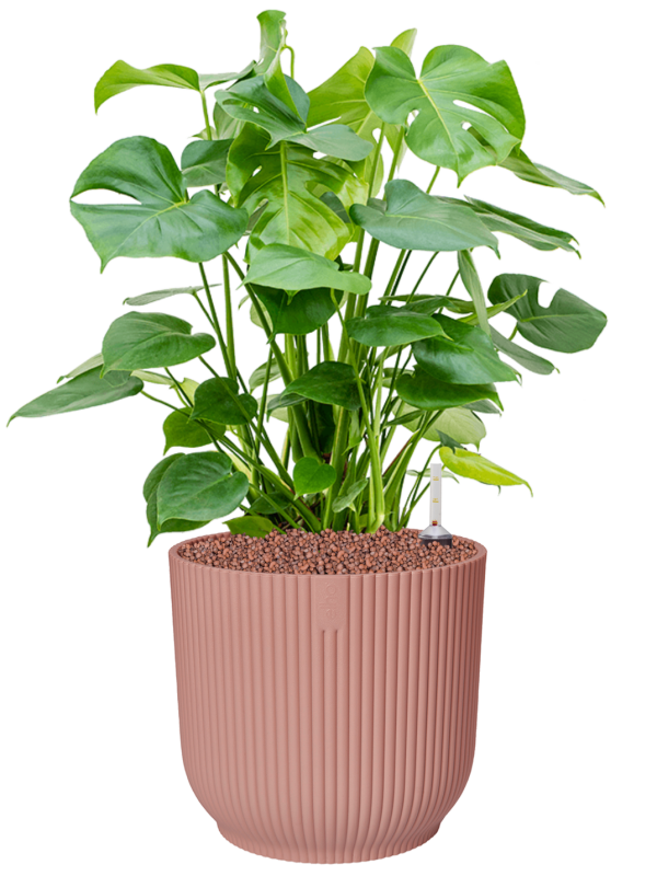 Monstera deliciosa in Vibes Fold Office Plant With Pot 67cm Height 29cm Dia