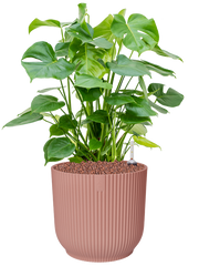 Monstera deliciosa in Vibes Fold Office Plant With Pot 67cm Height 29cm Dia