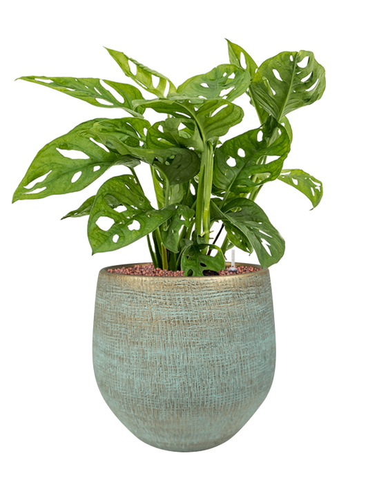 Monstera obliqua in Ryan Office Plant With Pot 61cm Height 29cm Dia