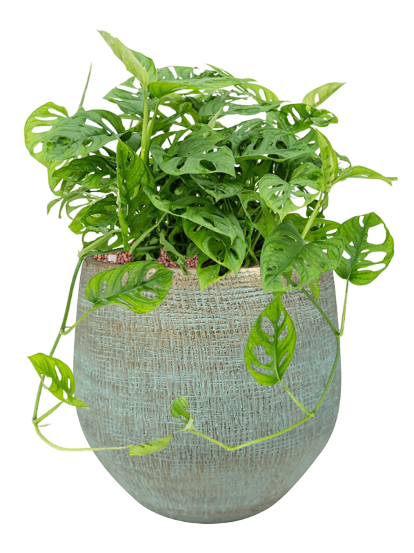 Monstera obliqua in Ryan Office Plant With Pot 49cm Height 24cm Dia