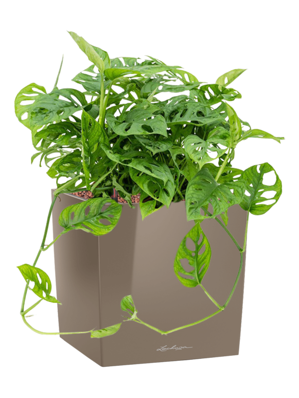 Monstera obliqua in Lechuza Cube Premium Office Plant With Pot 48cm Height 28cm Dia