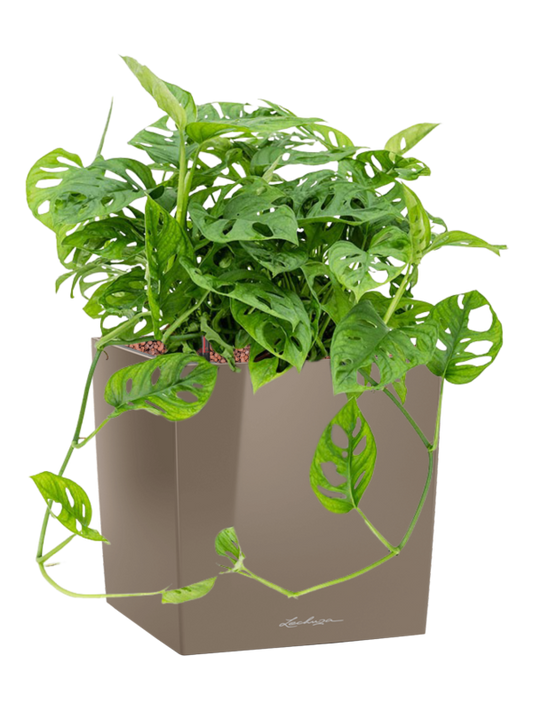 Monstera obliqua in Lechuza Cube Premium Office Plant With Pot 48cm Height 28cm Dia