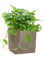 Monstera obliqua in Lechuza Cube Premium Office Plant With Pot 48cm Height 28cm Dia