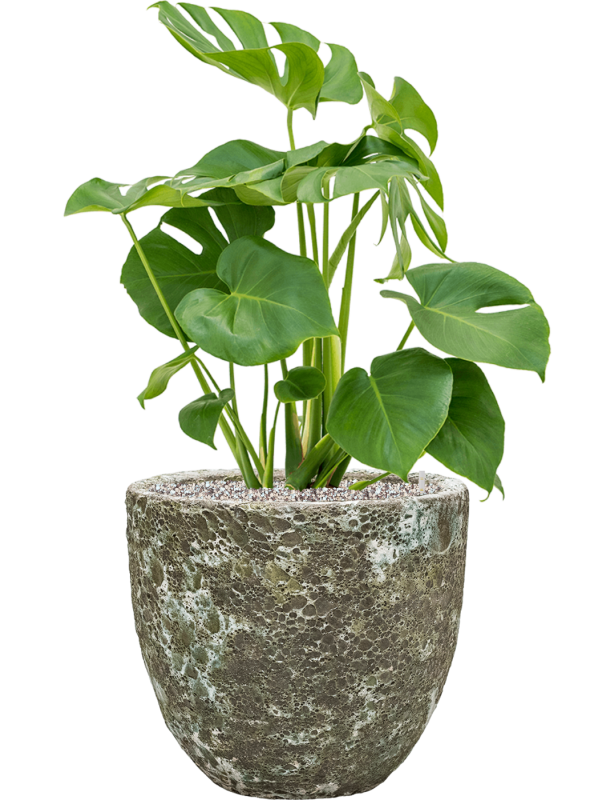 Monstera deliciosa in Baq Lava Office Plant With Pot 83cm Height 30cm Dia