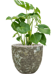Monstera deliciosa in Baq Lava Office Plant With Pot 83cm Height 30cm Dia